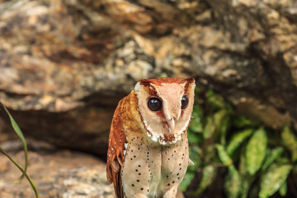 Congo Bay-owl; endangered owl species