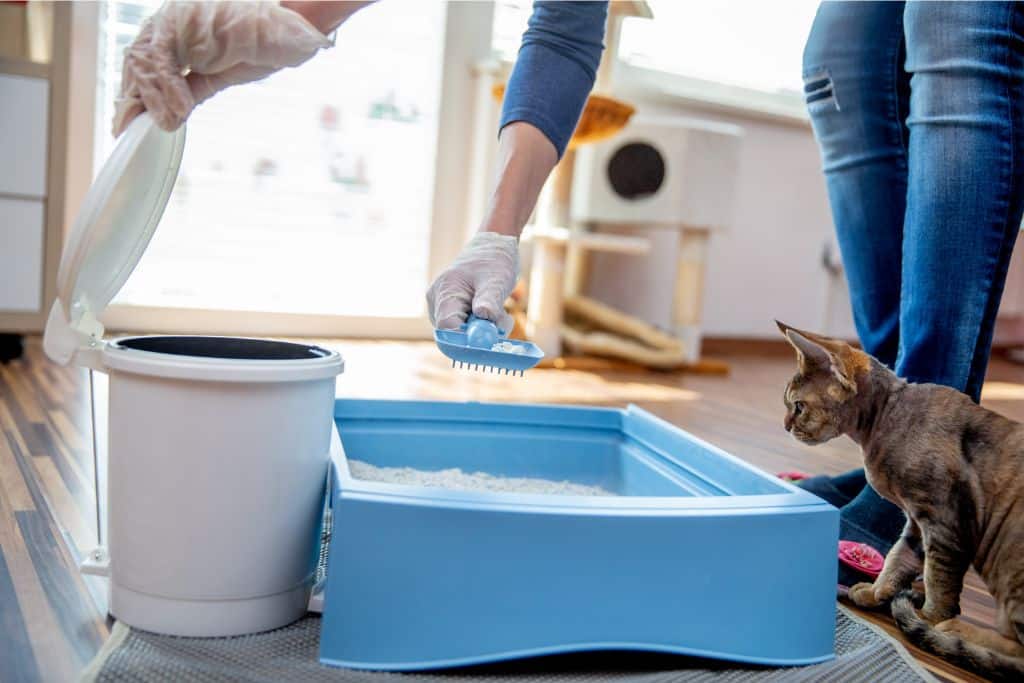 Silica-gel-based litter is not disposable; cat litter