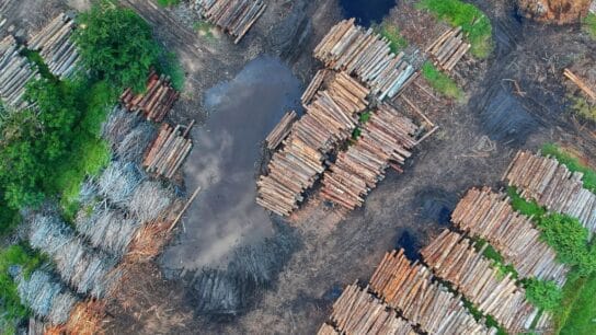 Agricultural Giant Cargill Faces Legal Action Over Deforestation and Human Rights Failings in Brazil