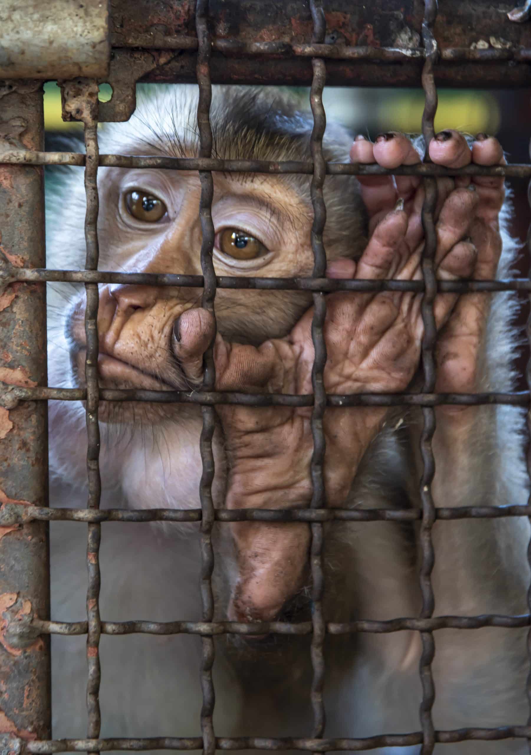 A young macaque monkey stares out from a small, empty cage at a zoo in Mae Rim in Northern Thailand. Amy Jones. Earth.Org photo competition