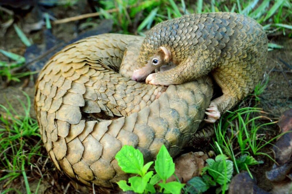 Ending the Illegal Pangolin Trade: A Case Study