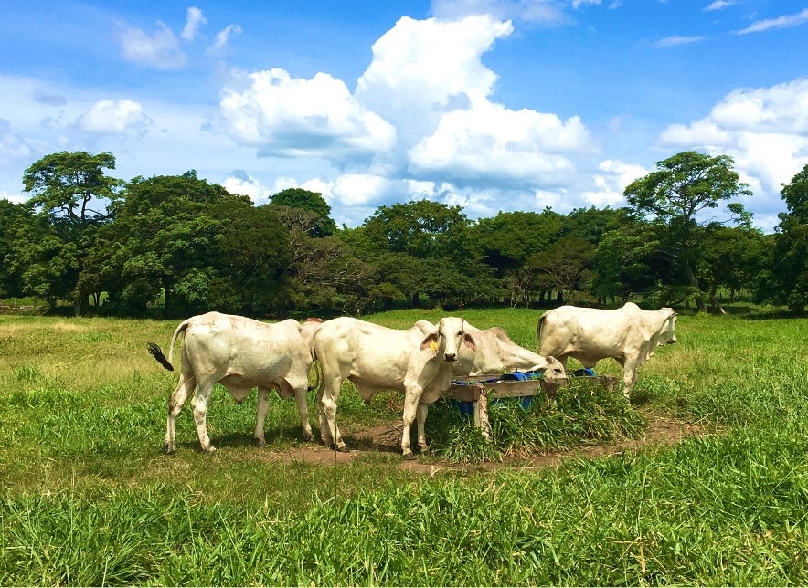 Can Cattle Ranching Contribute to Ecosystem Conservation?