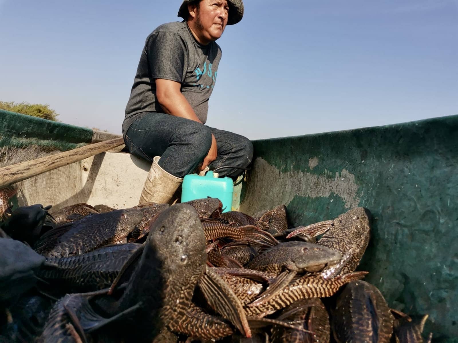 A fisherman returns with captured armoured catfish (also known as the Mexican devil fish or pez diablo). Photo: Sara Escobar, Tortugas al Viento.