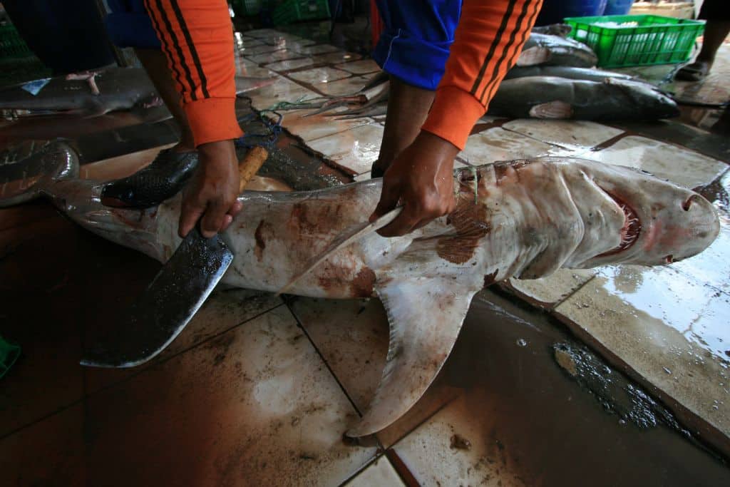 Shark Finning: Sharks Turned Prey