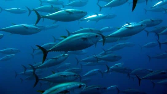 Climate Change Threatens $5.5bn Tuna Industry by Driving Populations to Deep-Sea Mining Sites: Study