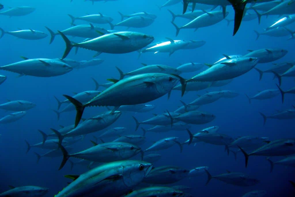 Climate Change Threatens $5.5bn Tuna Industry by Driving Populations to Deep-Sea Mining Sites: Study
