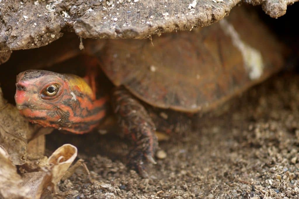 Ryukyu Black-Breasted Leaf Turtle