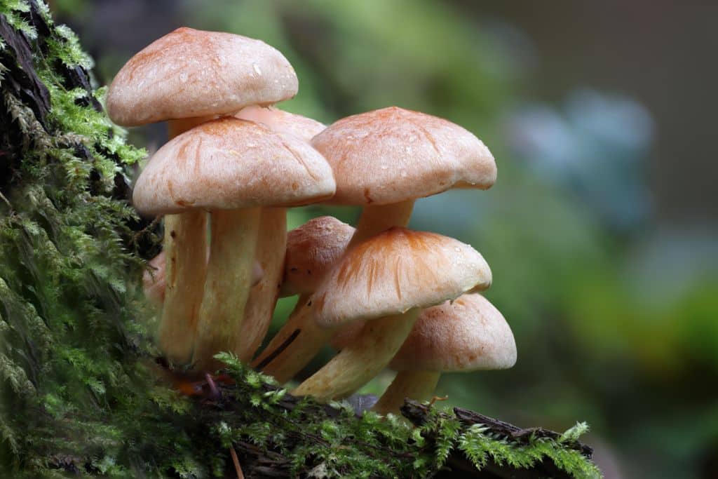 From decomposing organic matter to forming symbiotic relationships with plants to carbon sequestration, fungi perform a myriad of essential functions that underpin the very foundation of life on our planet.