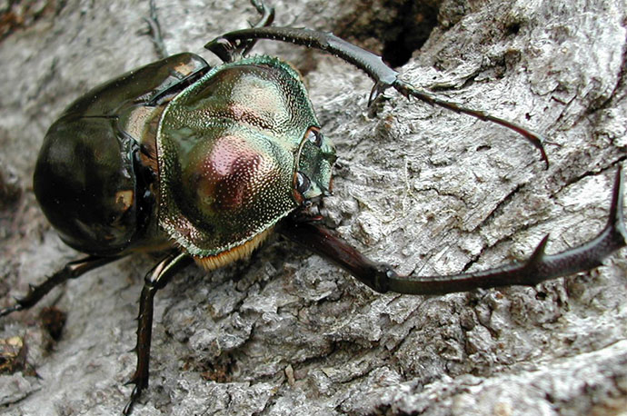 Yanbaru Long-Armed Scarab Beetle