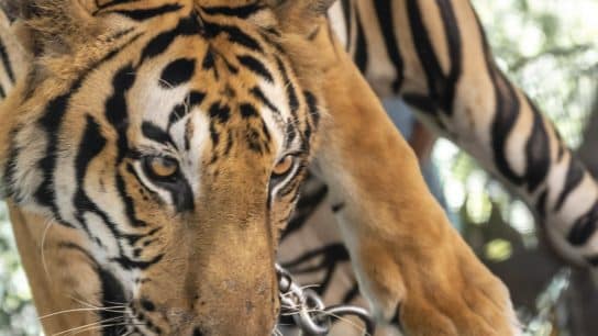 Animal Captivity Is A Dangerous Distraction from Real Conservation Efforts