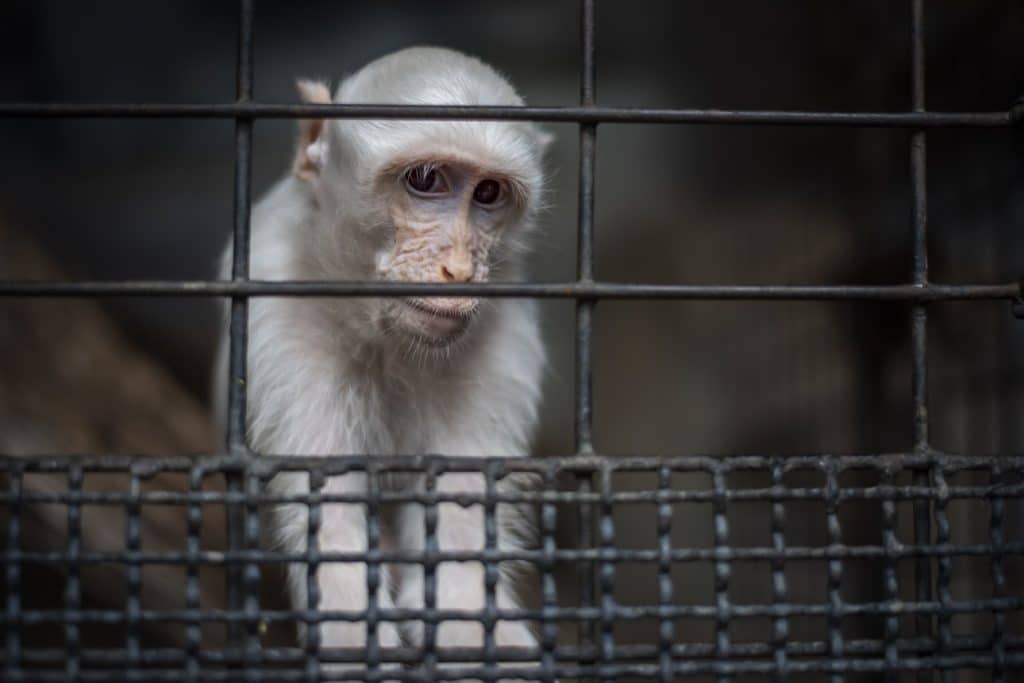 Born Free USA Applauds Introduction of Captive Primate Safety Act