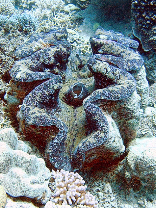 Giant clams are threatened by rising sea temperatures similar to corals, expelling zooxanthellae in a phenomenon known as bleaching.