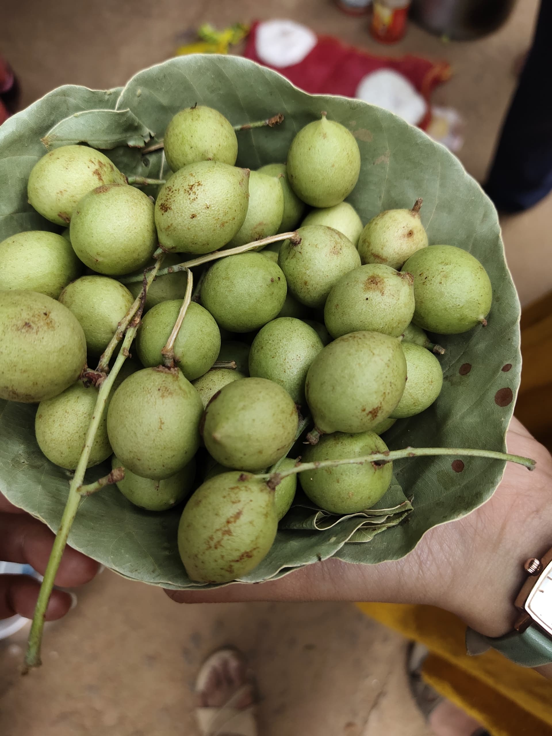 Fruit sold by the indigenous tribes in india - Kusuma Fruit (Schleichera Oleosa). Image: Alokya Kanungo.