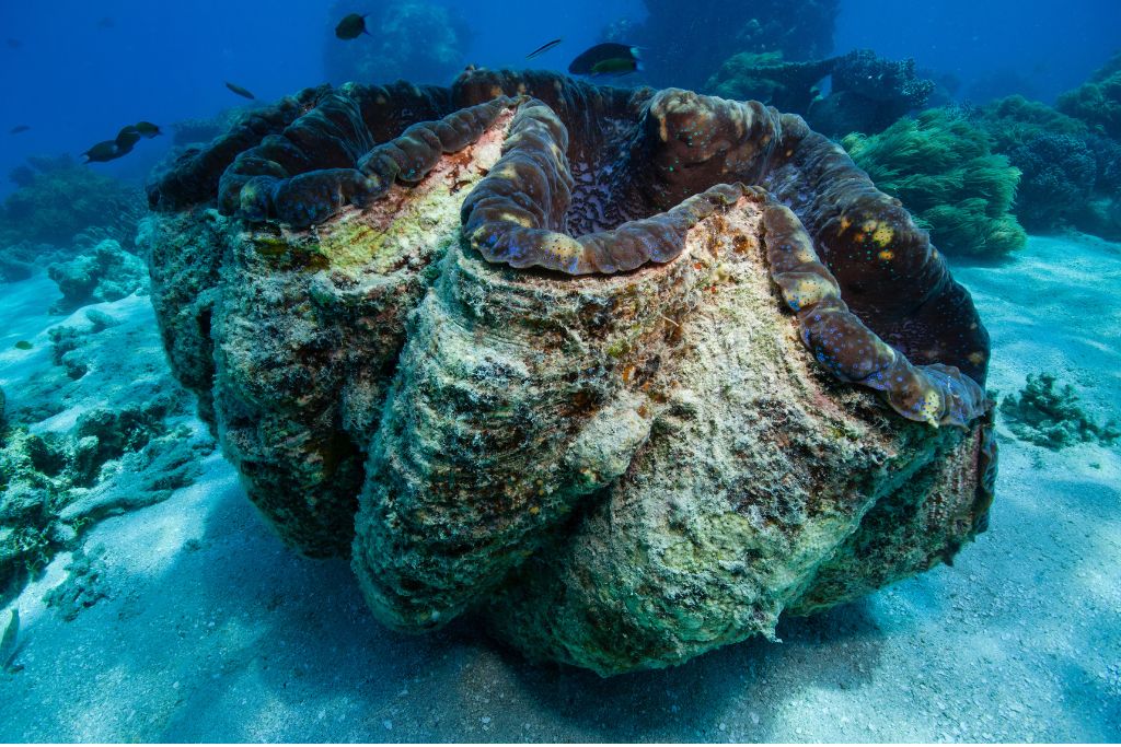 The Past, Present, and Future of Giant Clams | Earth.Org