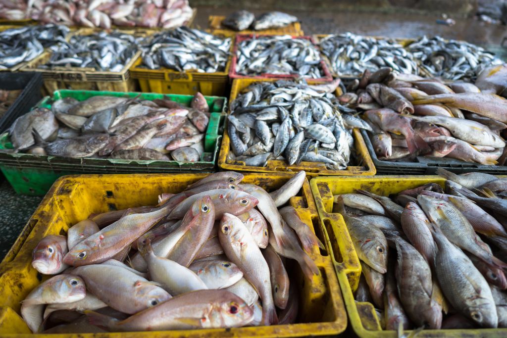fish trade; fish market