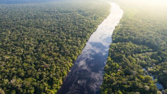 Amazon Nations Fail to Agree on Common Deforestation Goal at Belem Summit