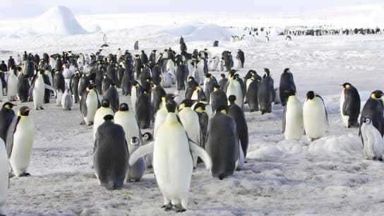 Over 90% of Emperor Penguins Will Be Quasi-Extinct By 2100 If Current Antarctica Sea Ice Loss Rates Persist: Study
