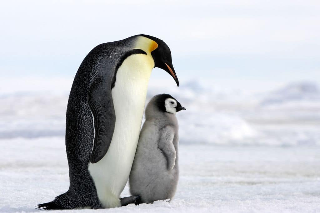 Emperor penguins rely on stable sea ice attached to land for nesting and raising their chicks.