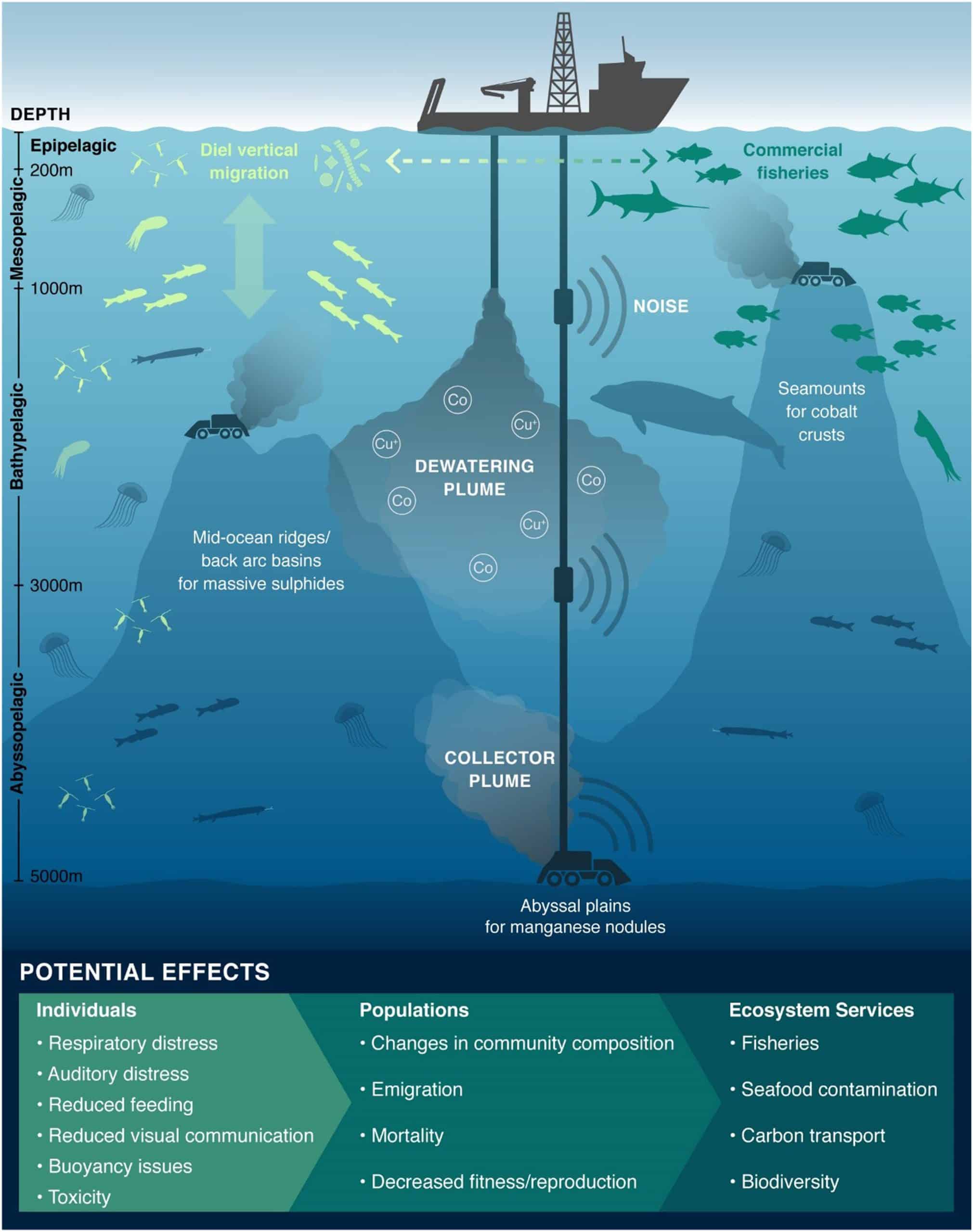 Mining-generated sediment plumes and noise have a variety of possible effects on pelagic taxa. (Organisms and plume impacts are not to scale.) Image credit: Amanda Dillon.