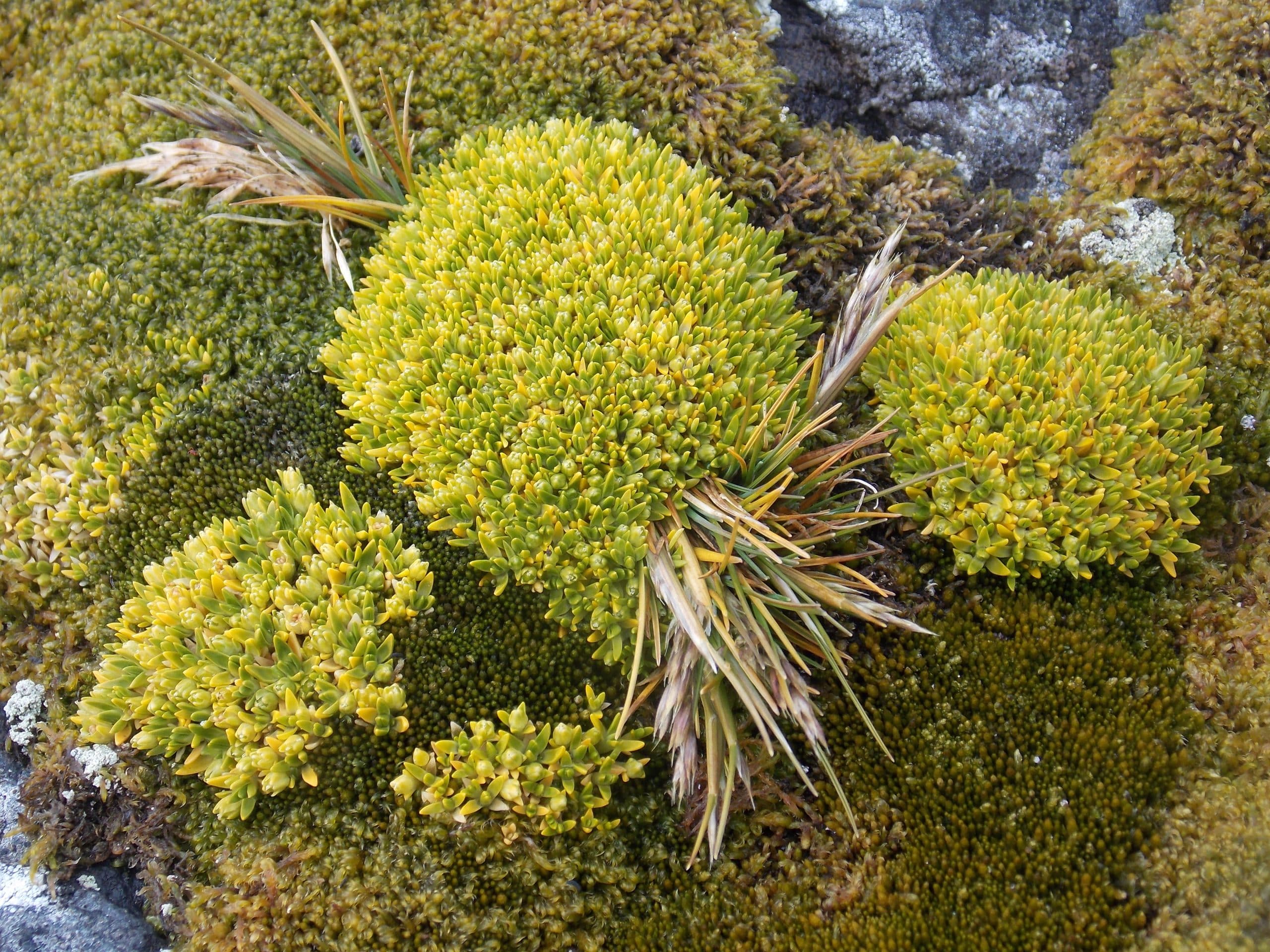 The Antarctic Pearlwort (Colobanthus quitensis). Image: Wikimedia Commons.