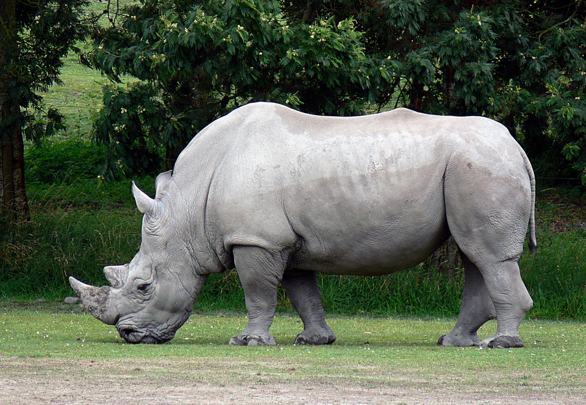 Flickr, “White Rhinoceros” by GPA Photo Archive, used under CC BY 2.0