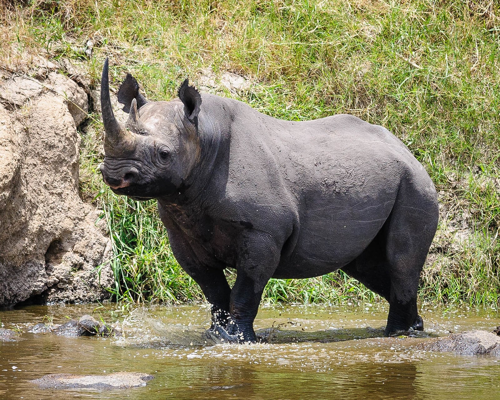 Photo credits to Flickr, “Black Rhino” by Scott Presnell used under CC BY-NC-ND 2.0
