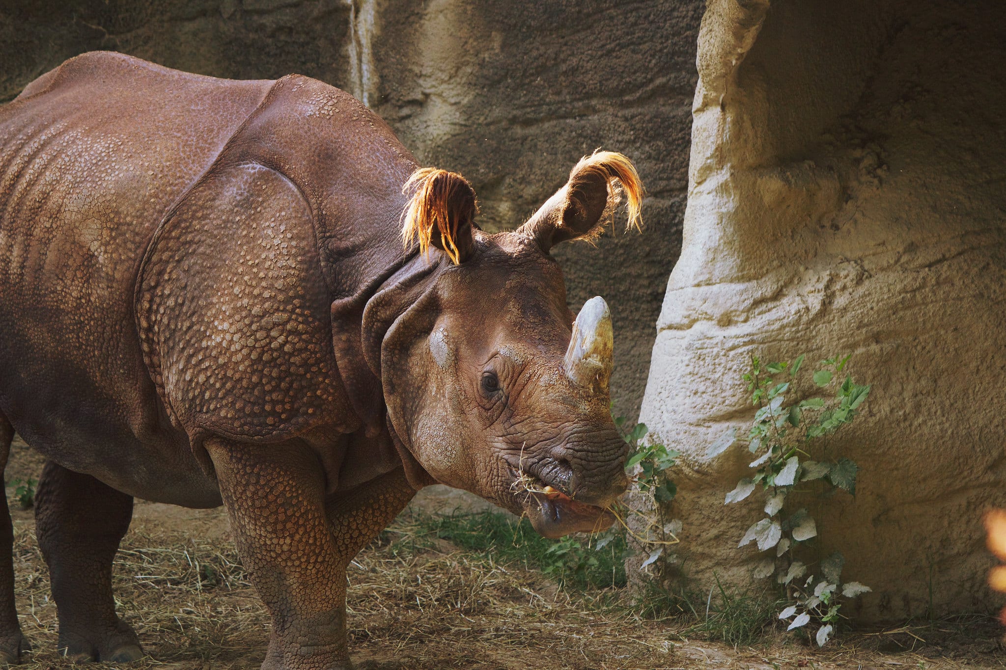 Photo credits to Flickr, “Sumatran rhino” by Kat Jenkinson used under CC BY-NC-ND 2.0