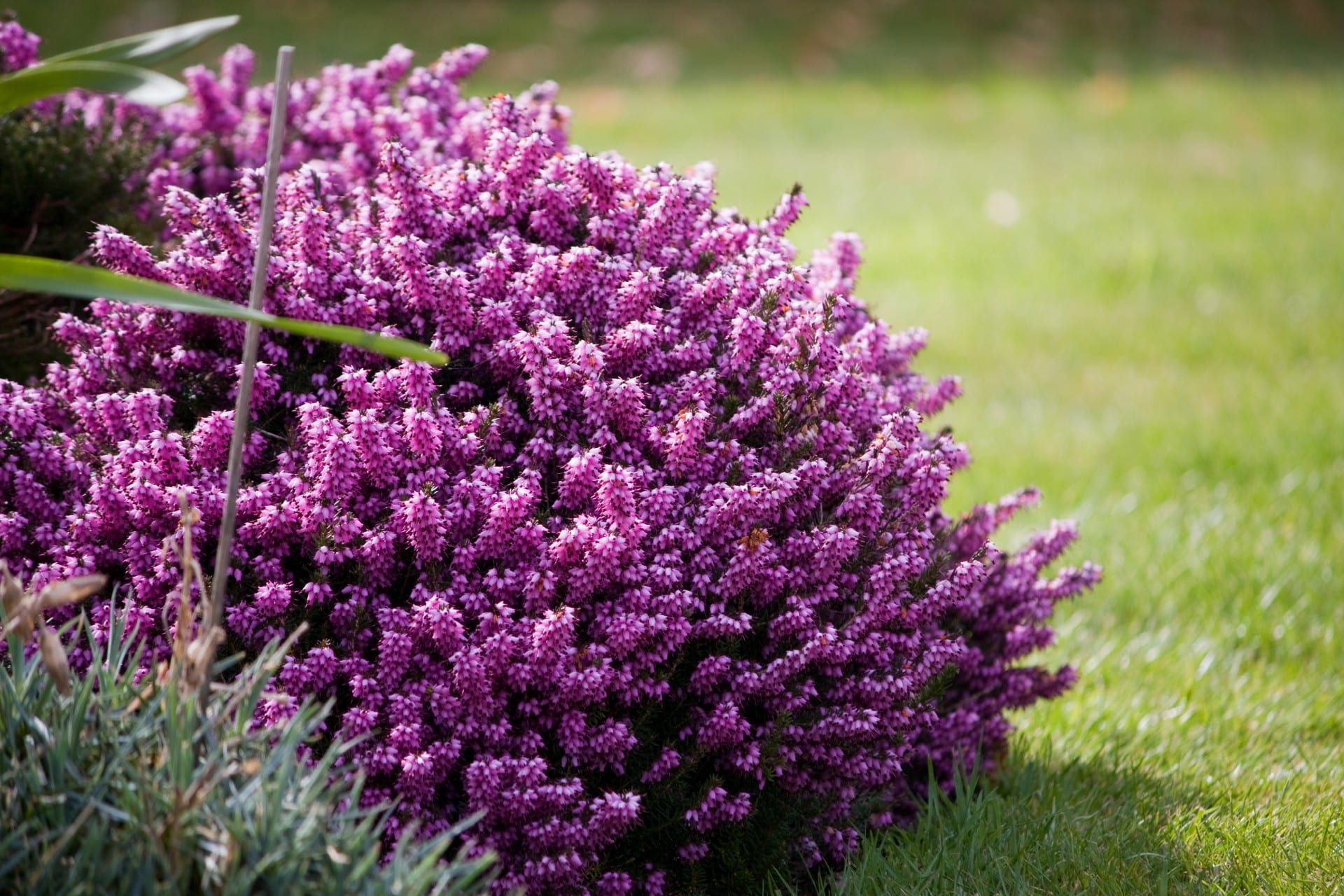 purple heather flowers at risk of extinction in the uk. Photo: Wikimedia Commons:
