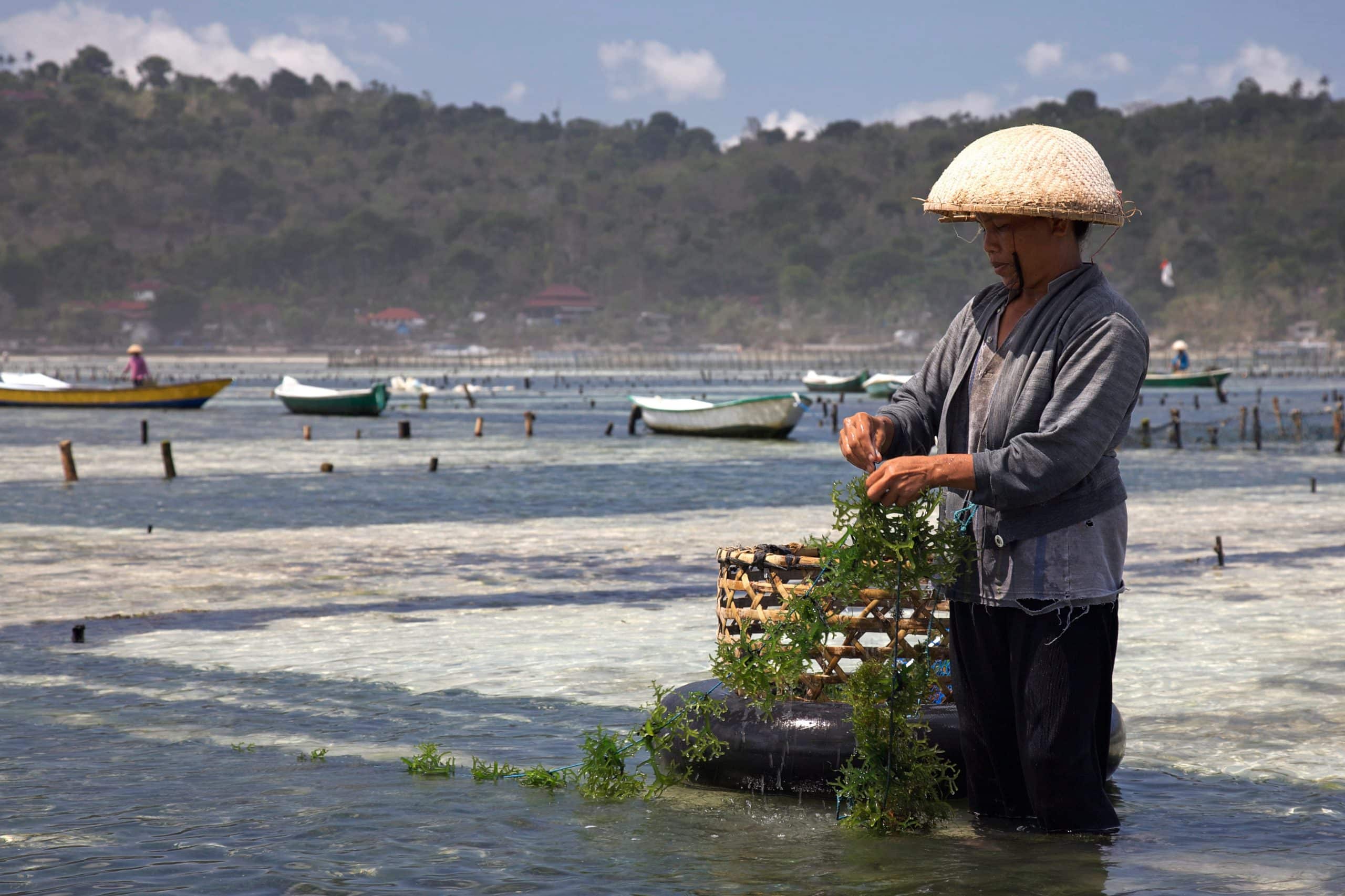 Seaweed farming in Nusa Lembongan, Bali, Indonesia. Photo: Wikimedia Commons.