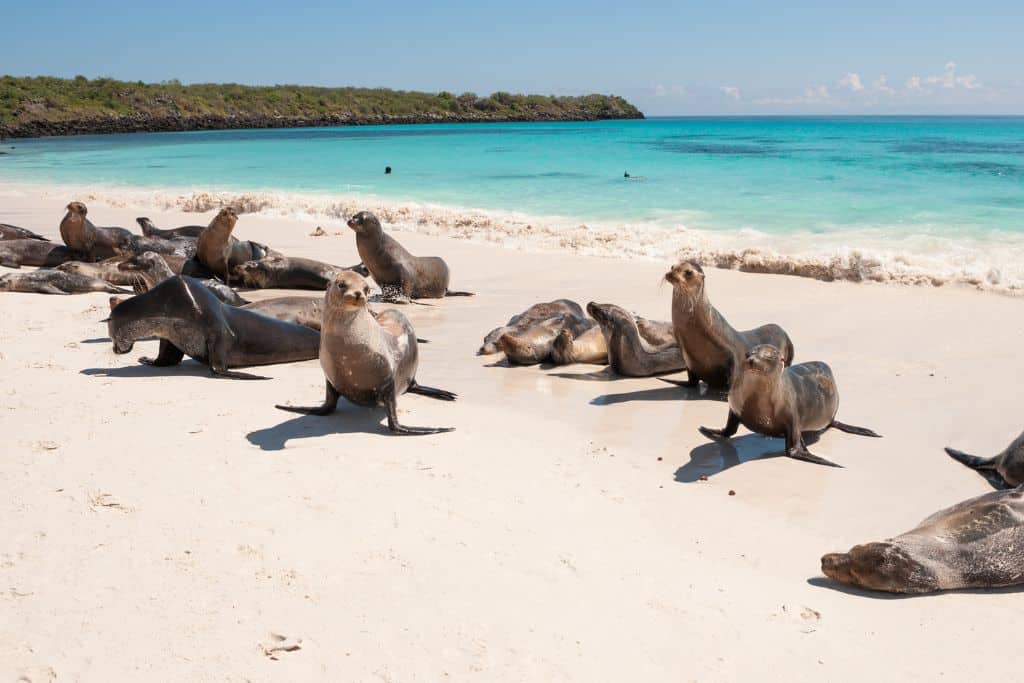 The Islands  Galápagos Conservancy