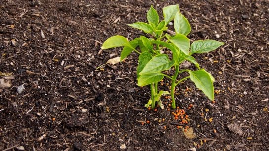Organic Fertilizer: Cultivating Greener Fields and Healthier Crops