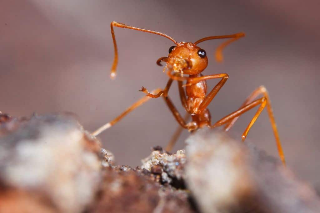Red Fire Ants, Among World’s Costliest Invasive Species, Could Quickly Spread Through Europe, Researchers Warn After Finding Colonies in Southern Italy