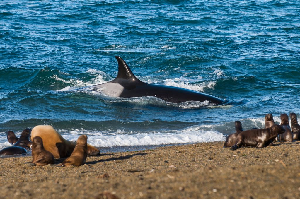 While most feed on fish and squid, some pods have been known to attack even dolphins and adult whales, giving them their often-misunderstood name: killer whales. 