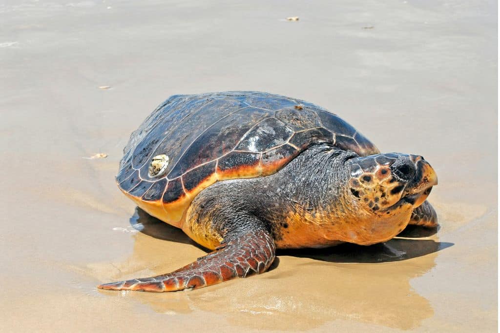 endangered marine species; sea level rise threatens the loggerhead sea turtle