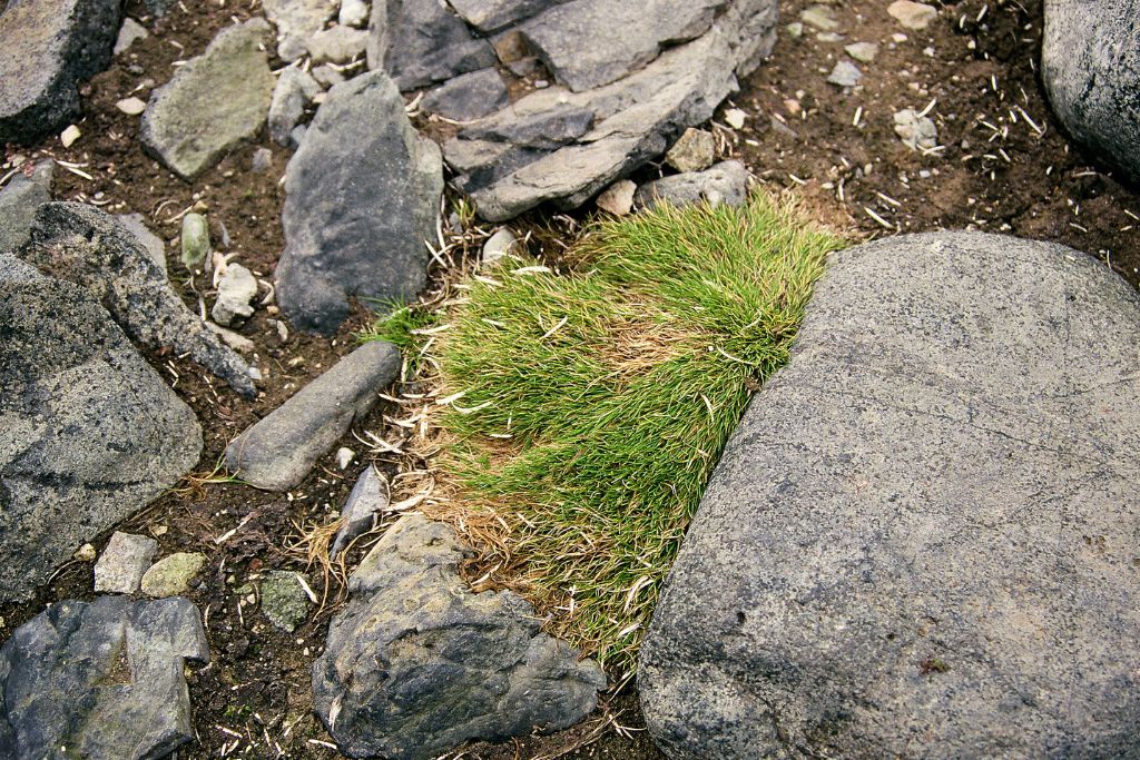 The Antarctic hair grass, Deschampsia Antarctica. Image: GRID-Arendal/Flickr