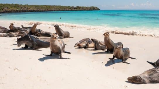 The Enchanted Isles of Galapagos: A Symphony of Nature and Conservation
