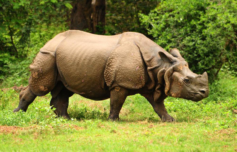 great indian one-horned rhino in Kaziranga National Park in Assam India