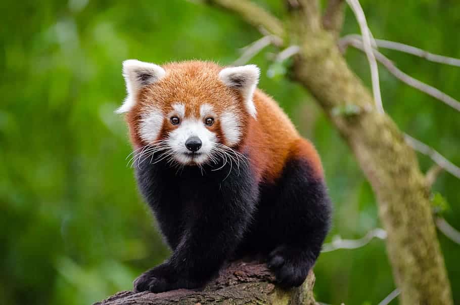 red panda.