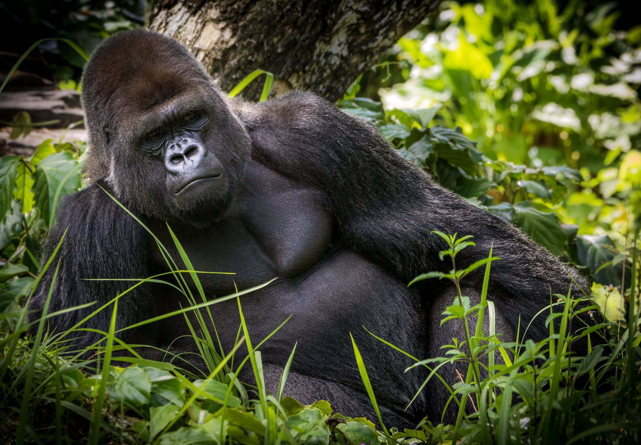 Western Lowland Gorilla. Image: Wade Tregaskis/Flickr.