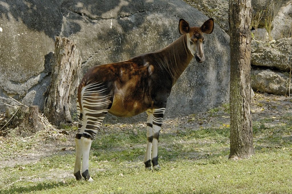 The Elusive Beauty of the Endangered Okapi