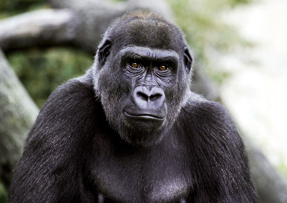 Critically Endangered Eastern Gorilla. Rawpixel_Eastern Gorilla_CC1.0
