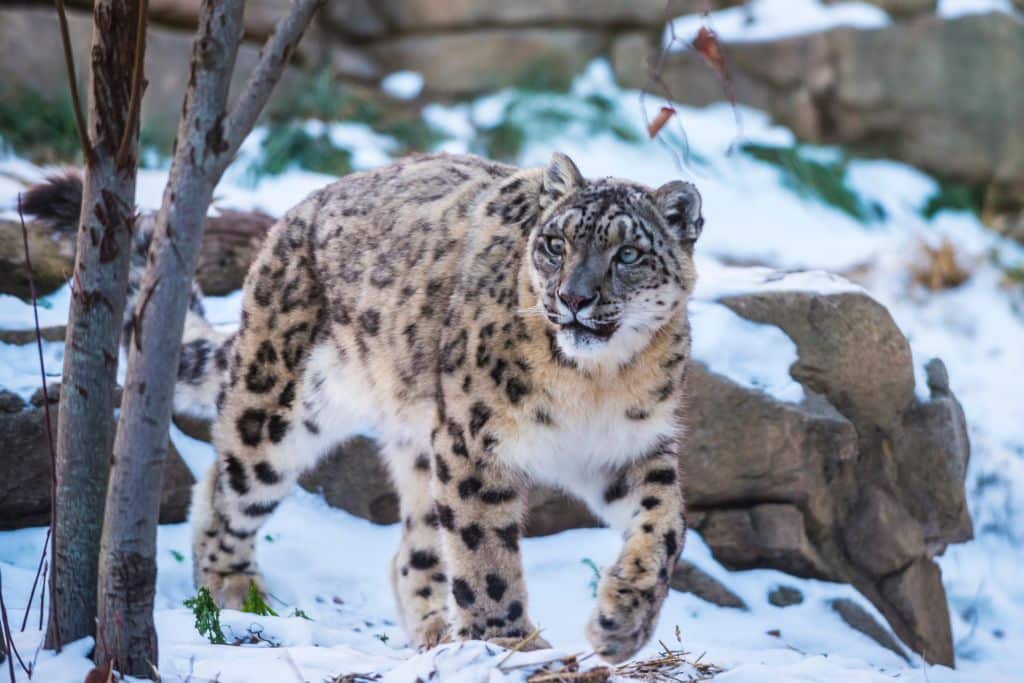 10 Facts About Snow Leopards