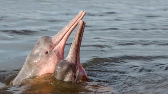 Freshwater Dolphin: Endangered Species Spotlight