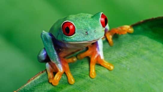 41% of Amphibians Are Threatened with Extinction As Experts Blame Climate Change and Habitat Loss