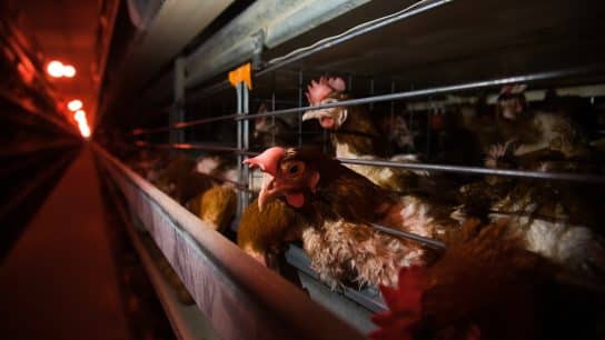 The Issue of Speciesism in Factory Farming: An Interview With The Humane League