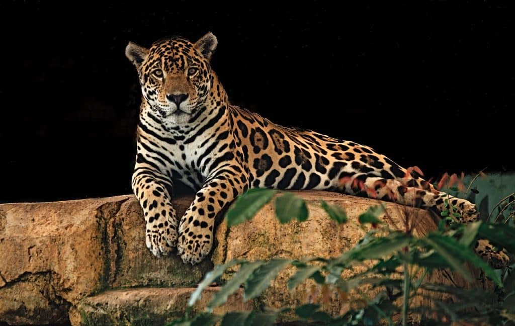 Jaguar. Pixabay