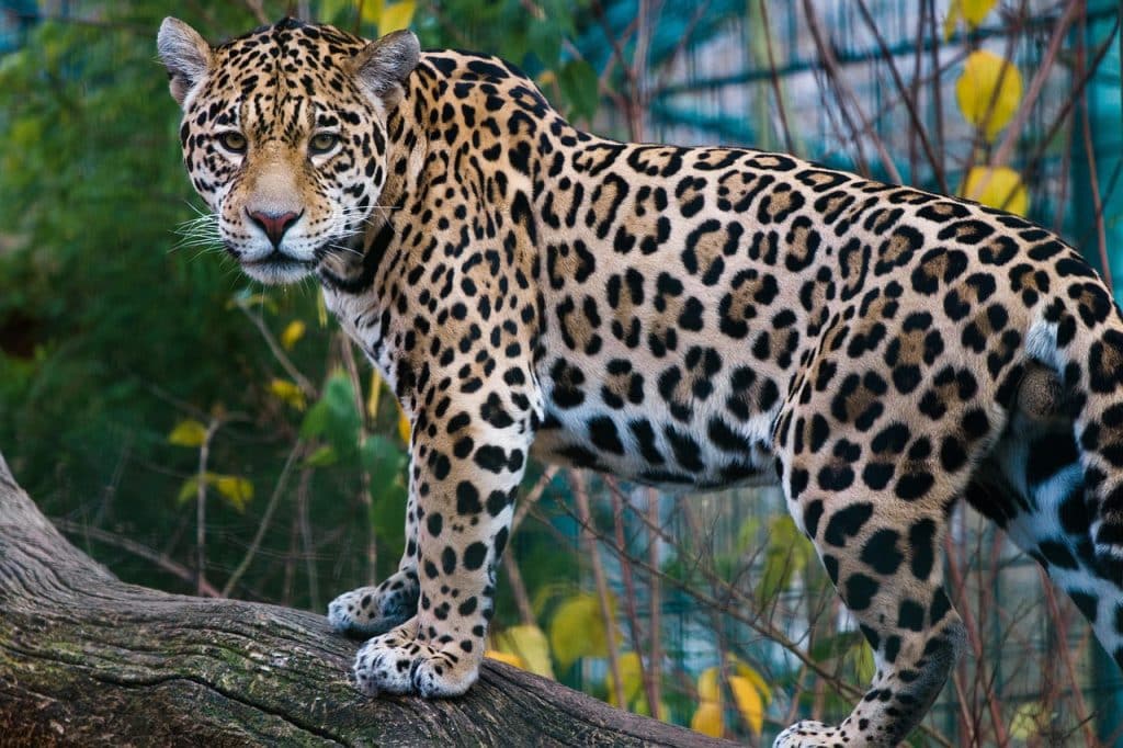 Jaguar. Pixabay