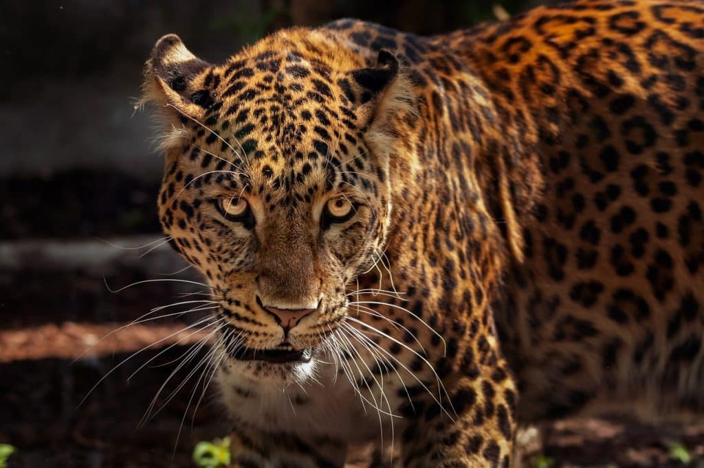 All You Need to Know About the Jaguar, Amazon’s Mightiest Apex Predator