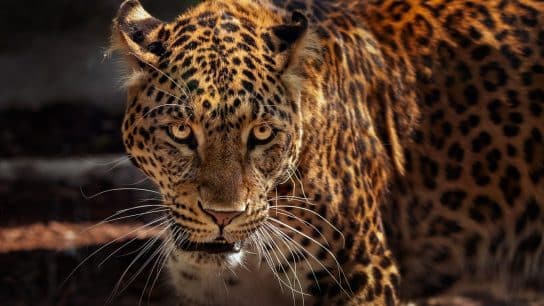 International Jaguar Day 2023: All You Need to Know About Amazon’s Mightiest Apex Predator