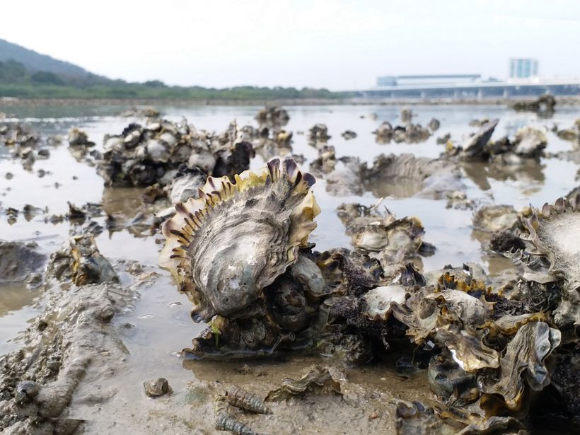 Most people associate oysters with food, but less well-known is that oysters create reef habitats that support coastal marine life. Photo: Marine Thomas/The Nature Conservancy.